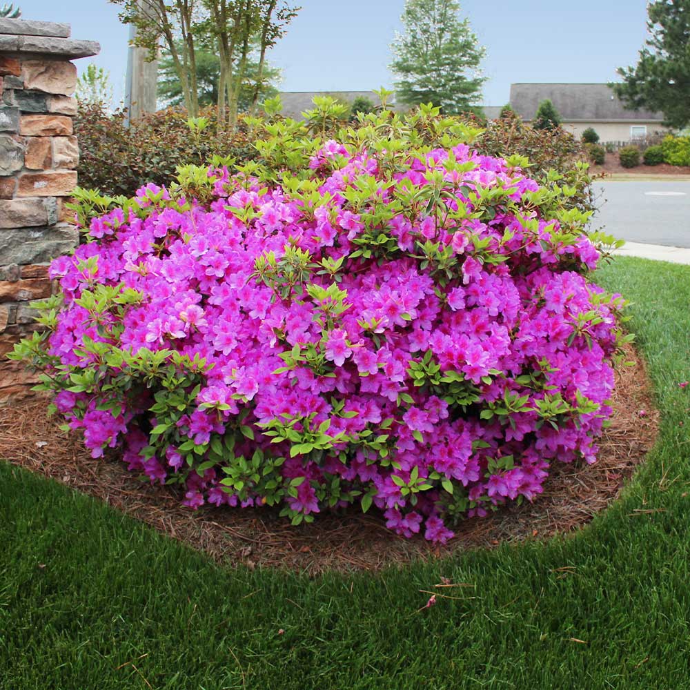 Autumn_Royalty_Encore_Azalea_1_FGT