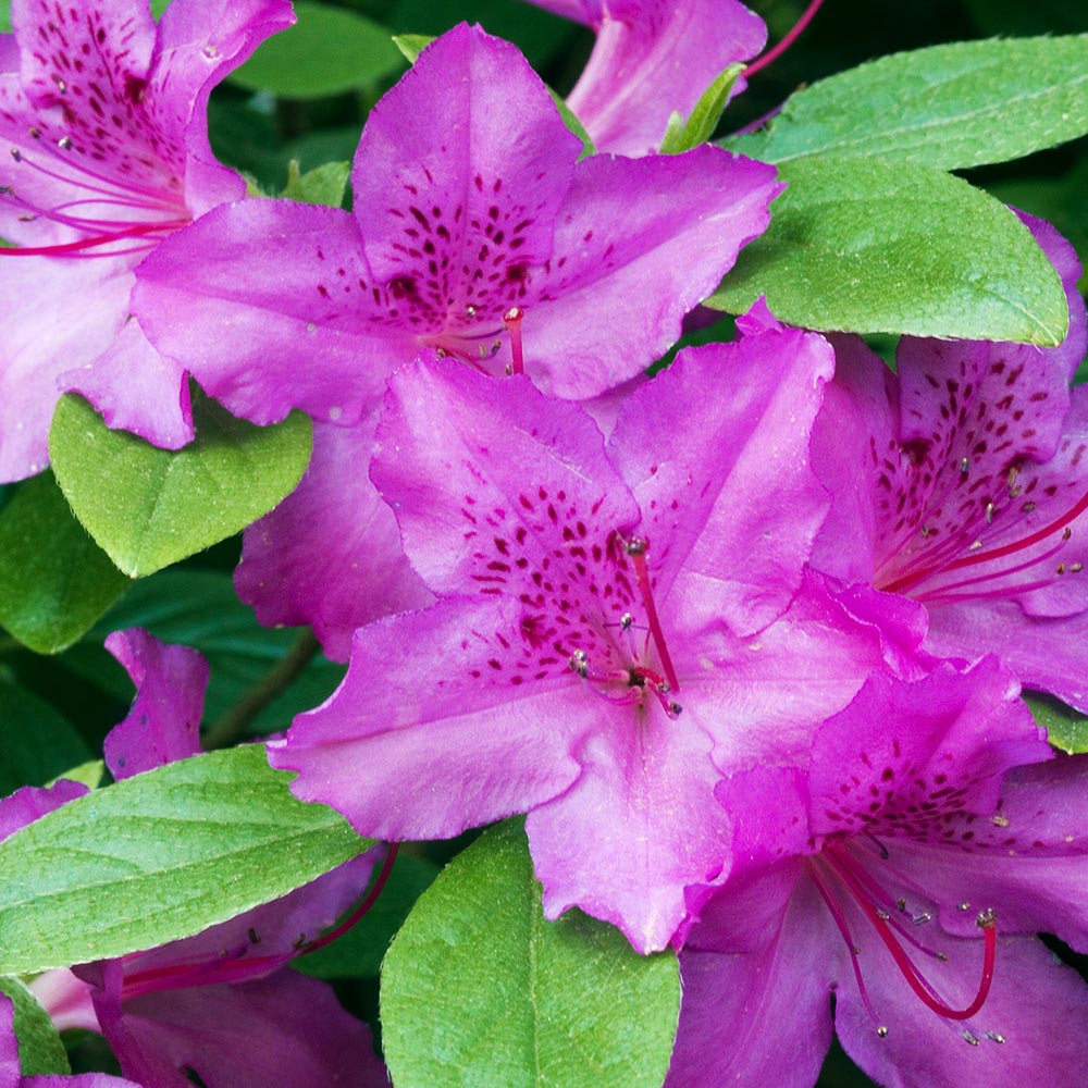 Azalea_Karen_2