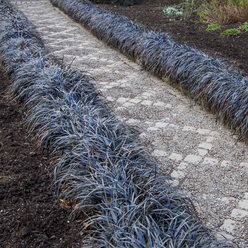 BLack_Mondo_Grass_2_FGT