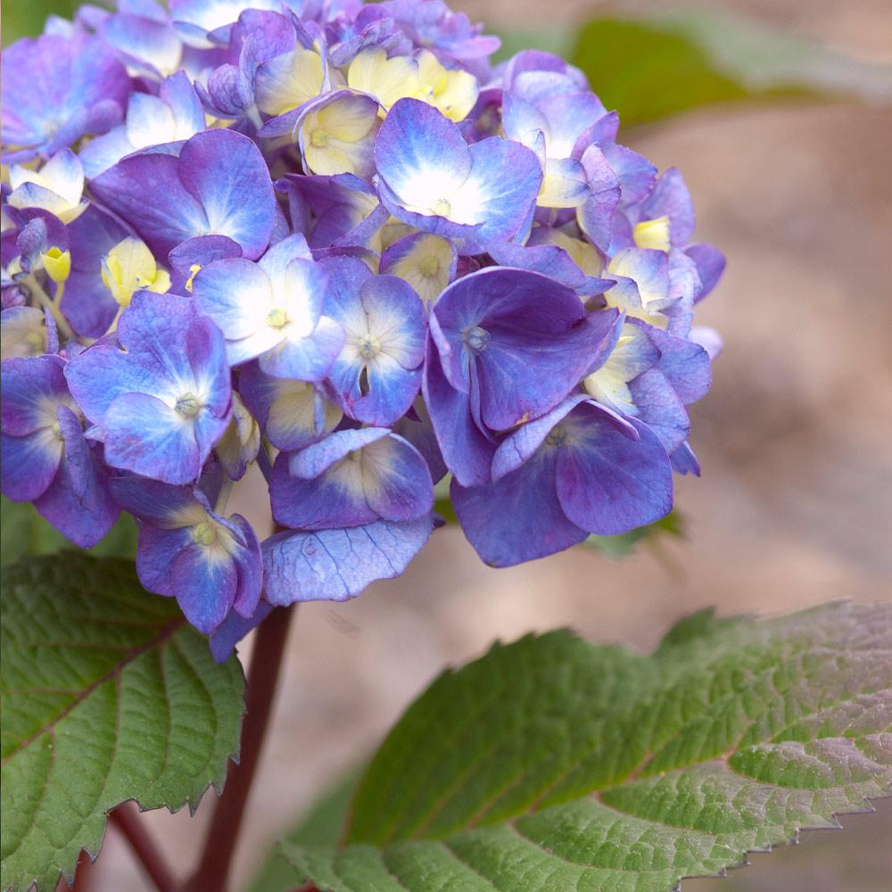 BLoomstruck_hydrangea_4