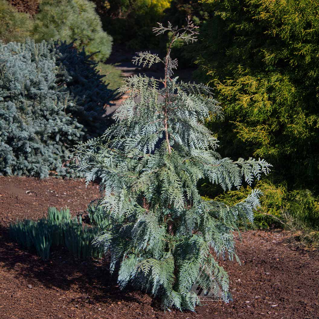 BLue-Korean-arborvitae-2_8c5c4175-6bf1-44b7-8116-590147ebb80b