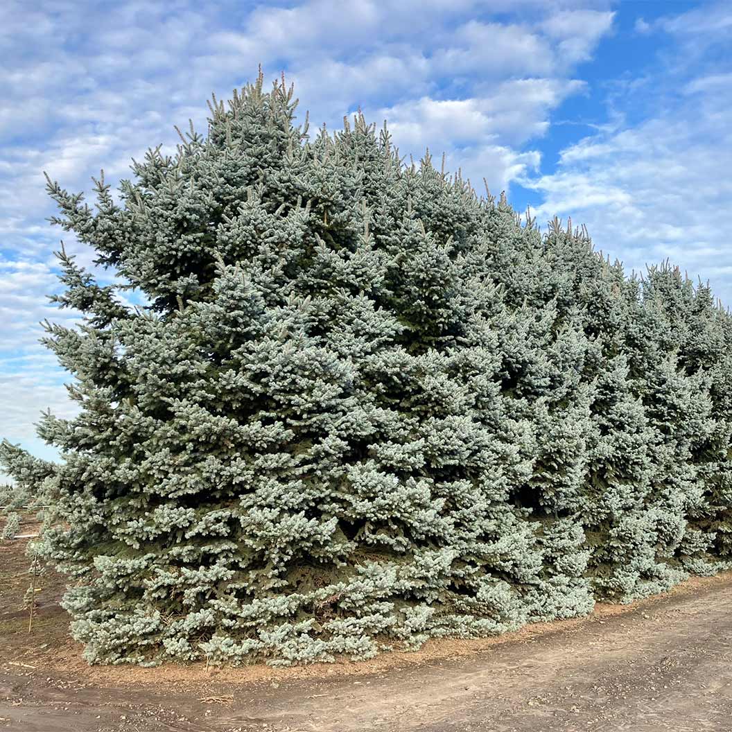 BLue-Waves-SPruce-5_5e53881a-27d8-4cdc-b560-fe1f3dfa175c
