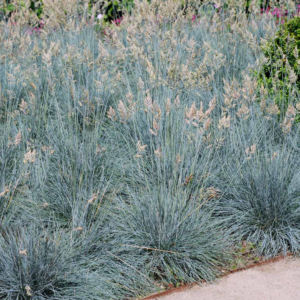 BLue_Fescue_Grass_1