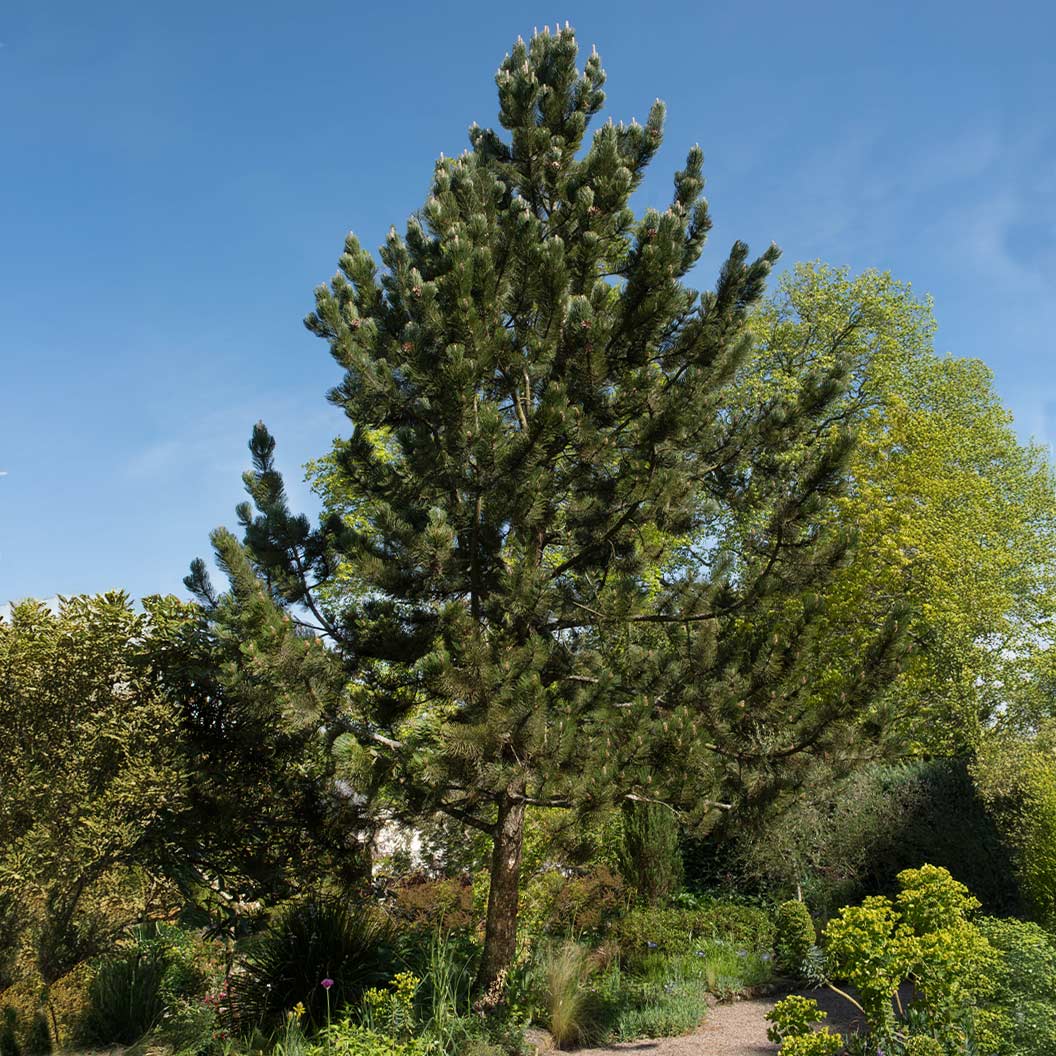 BOsnian-Pine-3_a100b411-74e6-4835-bd82-ac2d93a9a562
