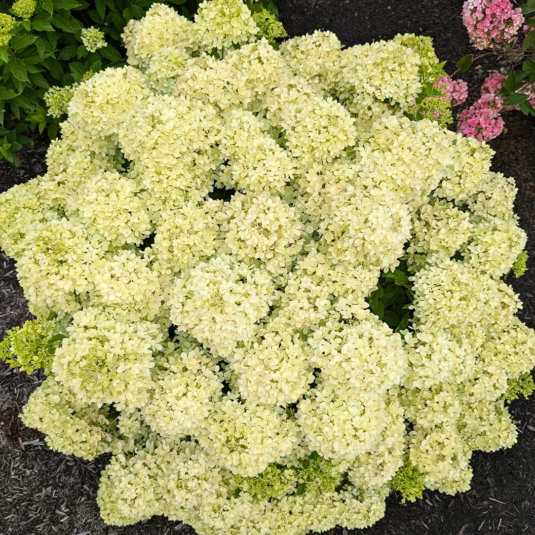BUbble-Bath-Hydrangea-1