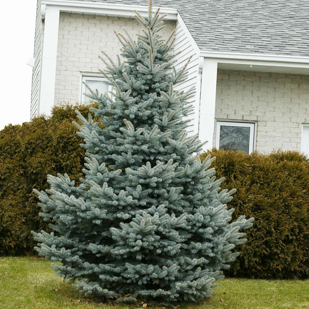 Baby_Blue_1