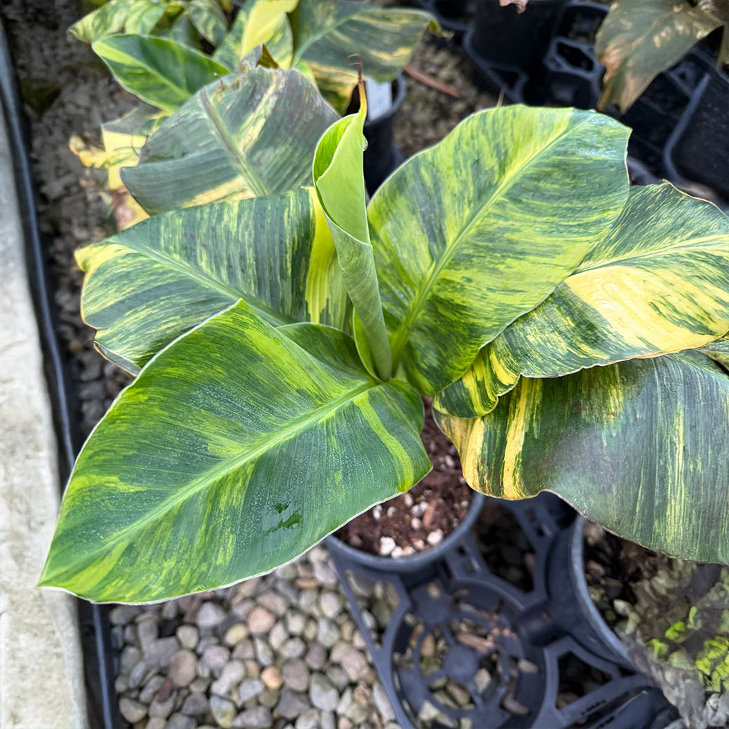 Banana-Dwarf-Cavendish-Aurea-Variegated_b2400ae2-95c2-4dd2-9475-cd62a1476ced