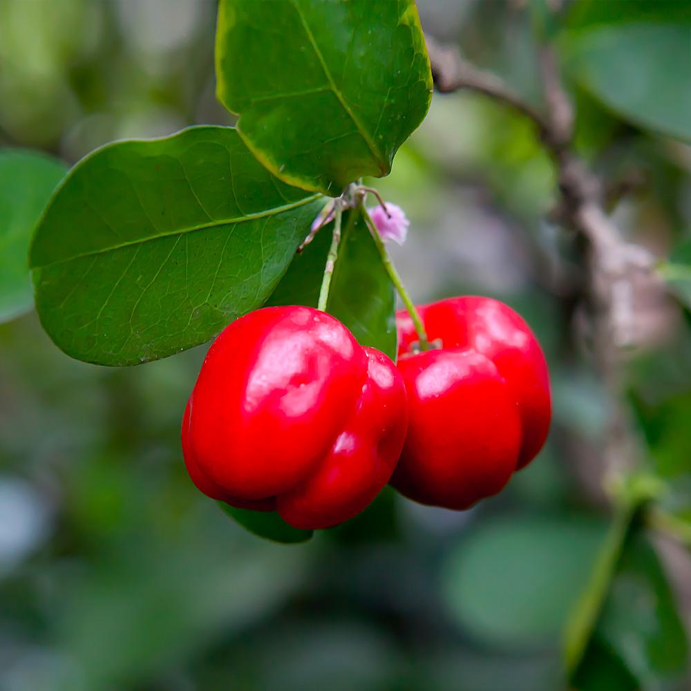 Barbadoes_Cherry_3_FGT