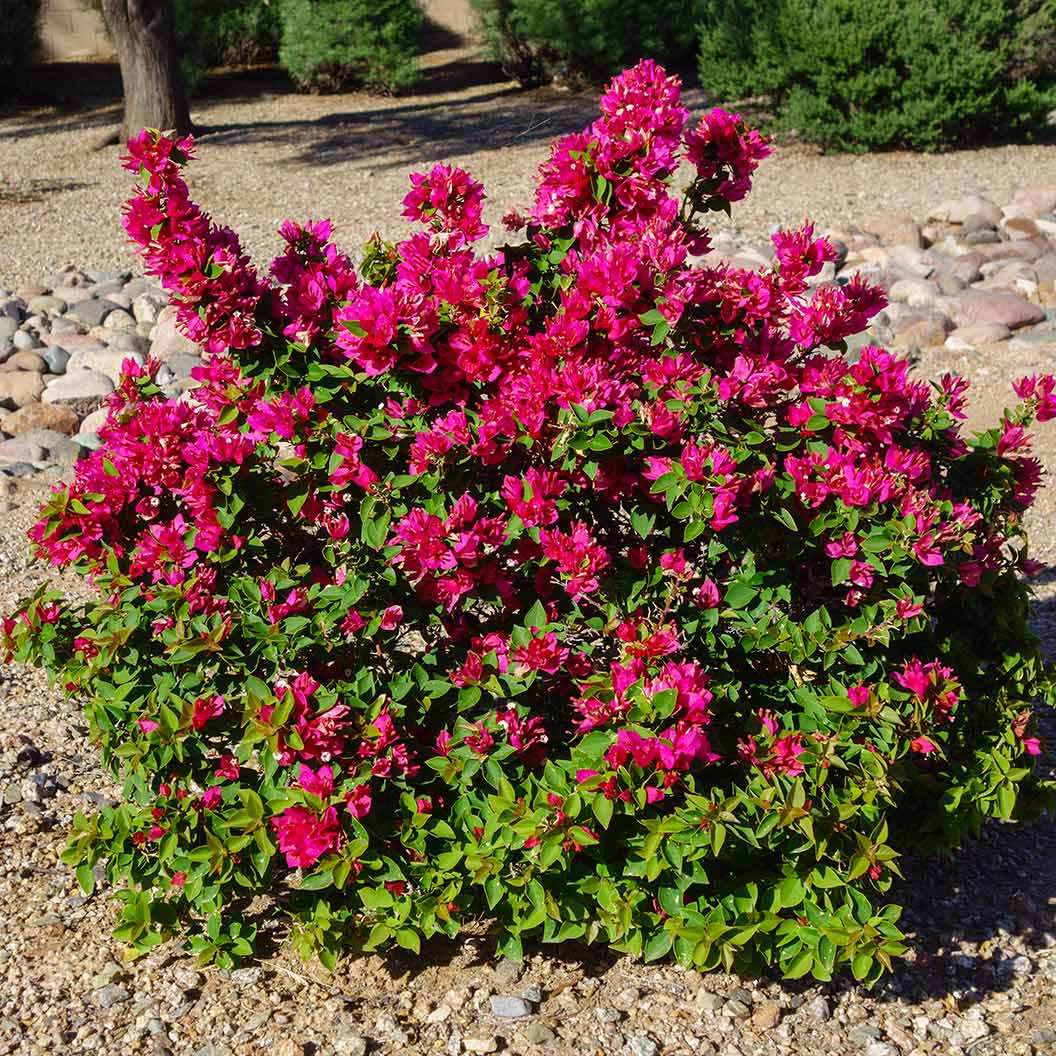 Barbera_Karst_Bougainvillea_12_d017dd08-0696-4f8f-a1c3-0ef7a2fe0874