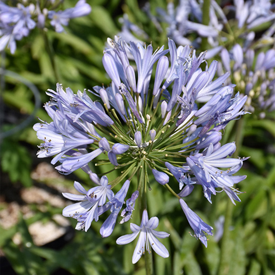 Barley-blue-agapanthus-1_466563e9-342c-4eb0-89fc-34993b92efc7