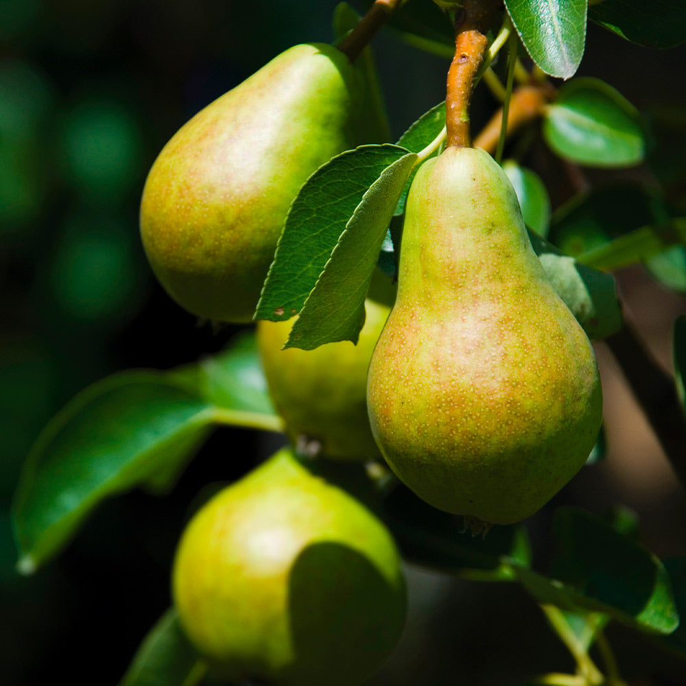 Bartlett_Pear_4_FGT_44014ad7-40c5-40e8-88df-82c0a6aaf917