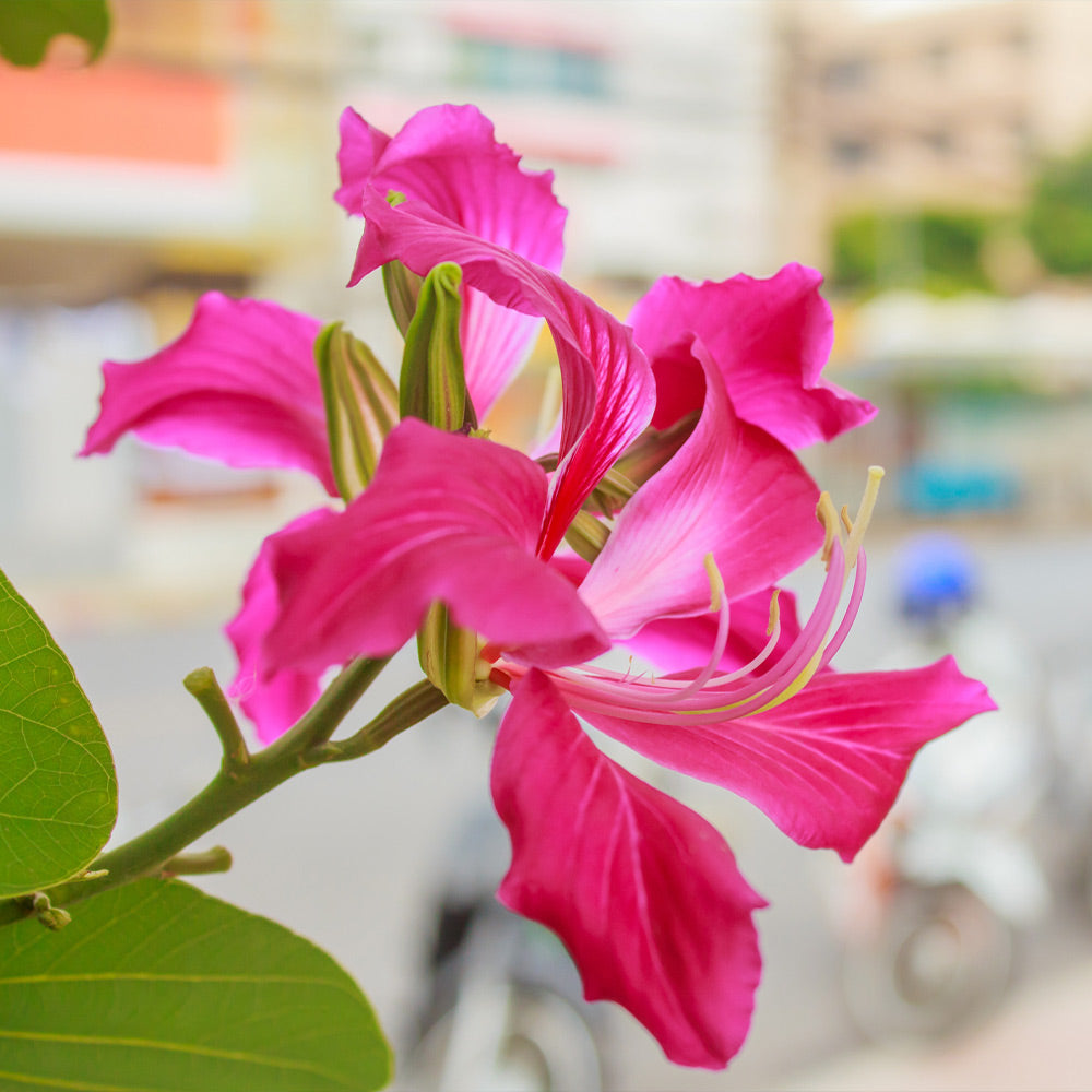 Bauhinia-x-blakeana_8_FGT