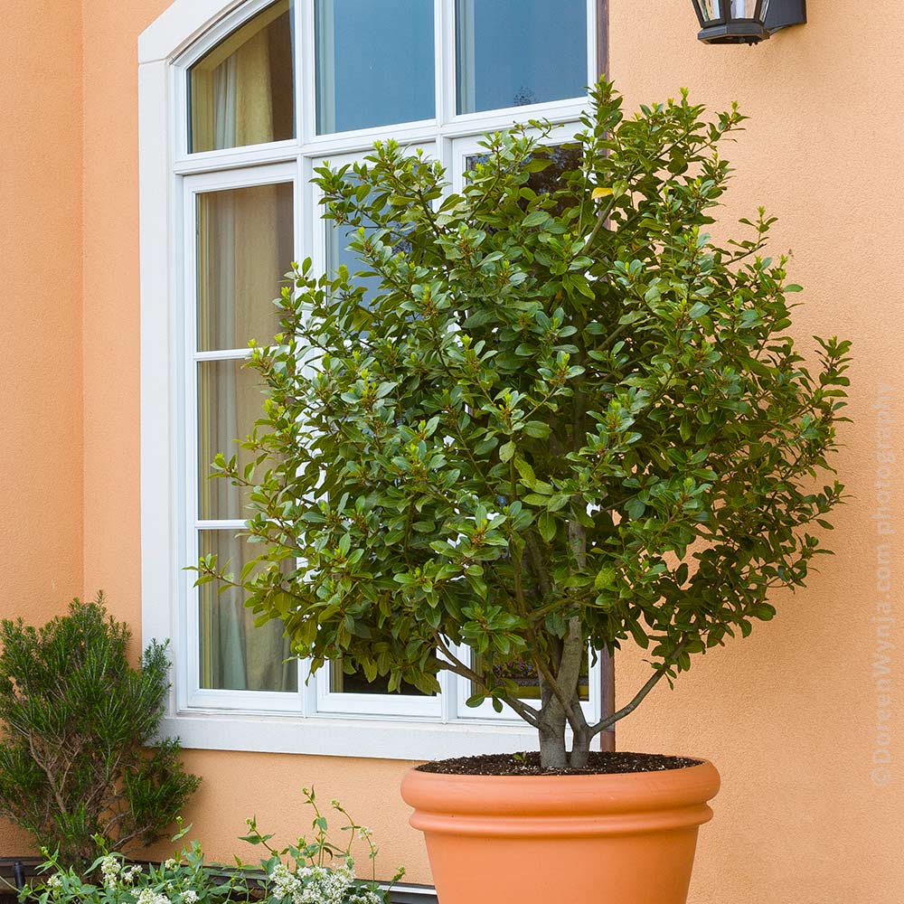 Bay_Laurel_Shrub_FGT_2