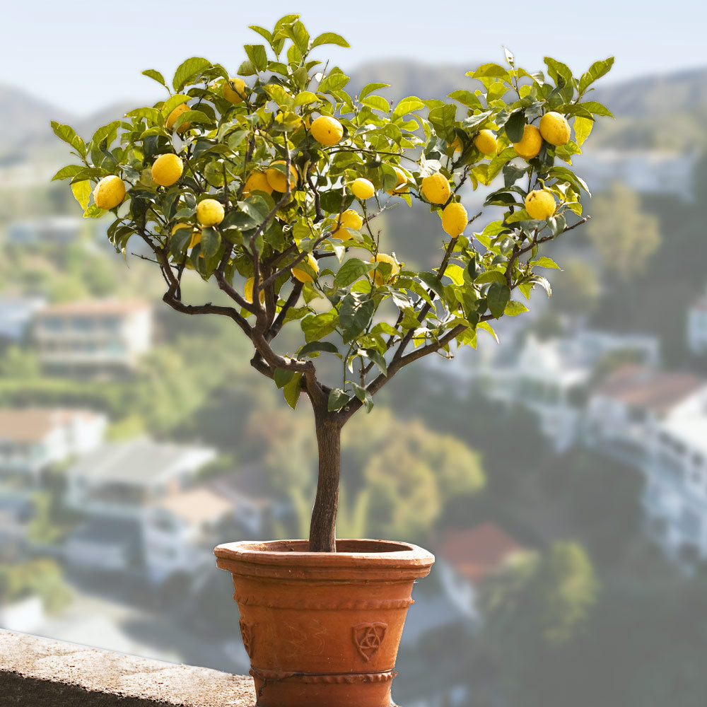 Bearss_Lemon_Tree_1_FGT_a7d07927-64c6-4709-9144-21043f704291