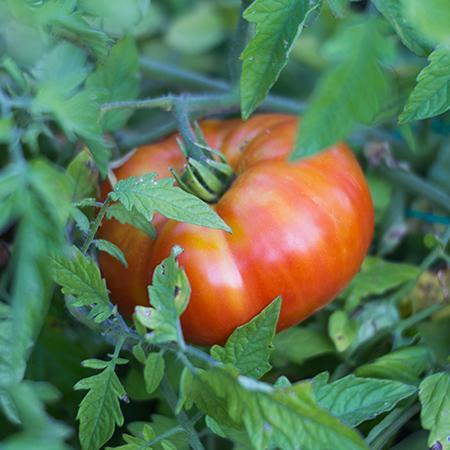 Beefsteak_Tomato_450_D2