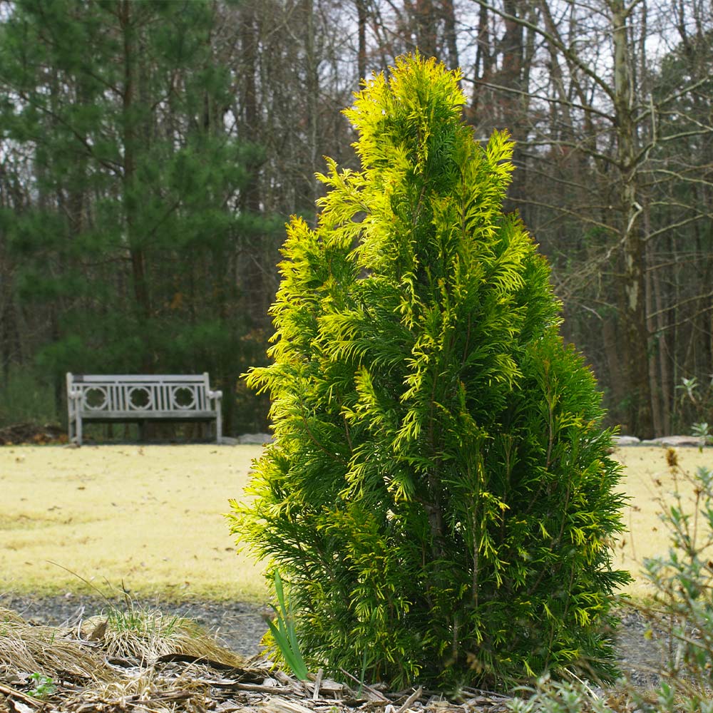 Berckmans_Arborvitae_6_FGT