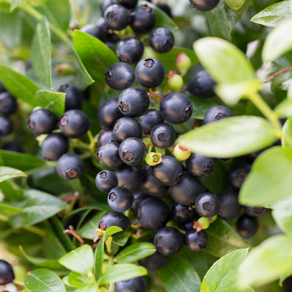 BerryBux_Blueberry-5_a0ecda90-cb41-4a5d-95d0-36a94ff634d2
