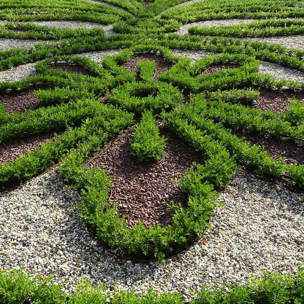 Better-Boxwood-Renissance-2_e963e038-747c-4db4-a0ba-f90269c0d5ee