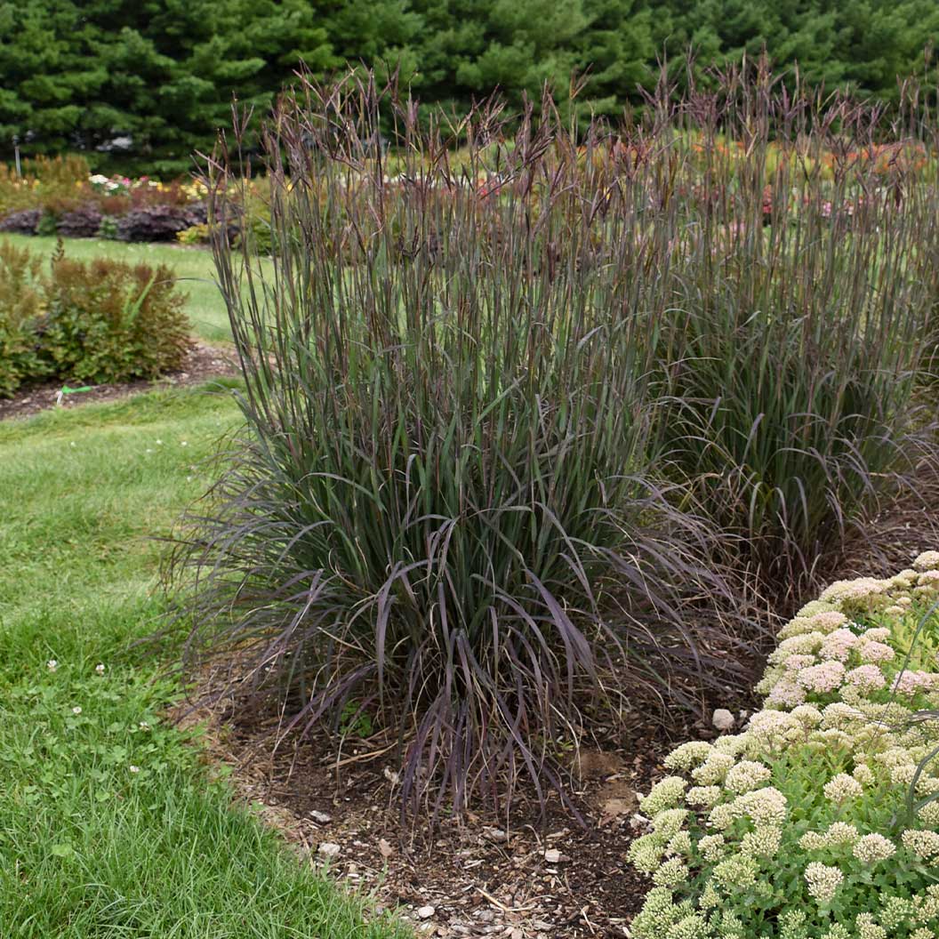 BigBlackhawks_Bluestem_Grass_3_9979c5c5-17e8-44db-974c-0adebcf66f47
