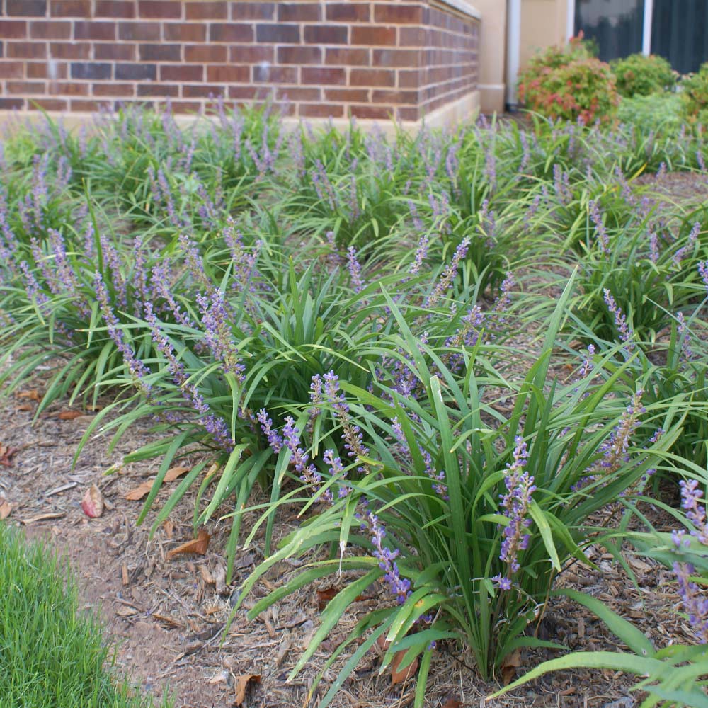 Big_Blue_Liriope_3