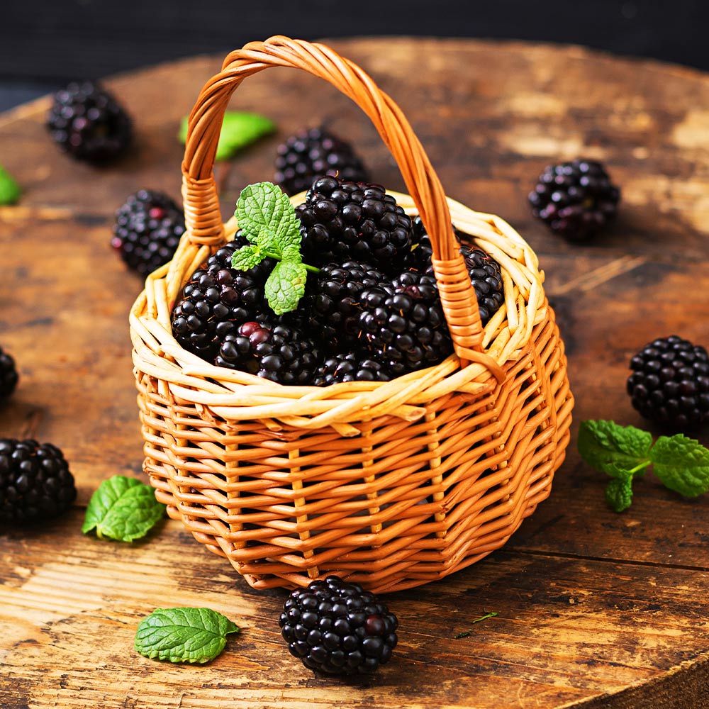 Big_Daddy_Blackberry_2