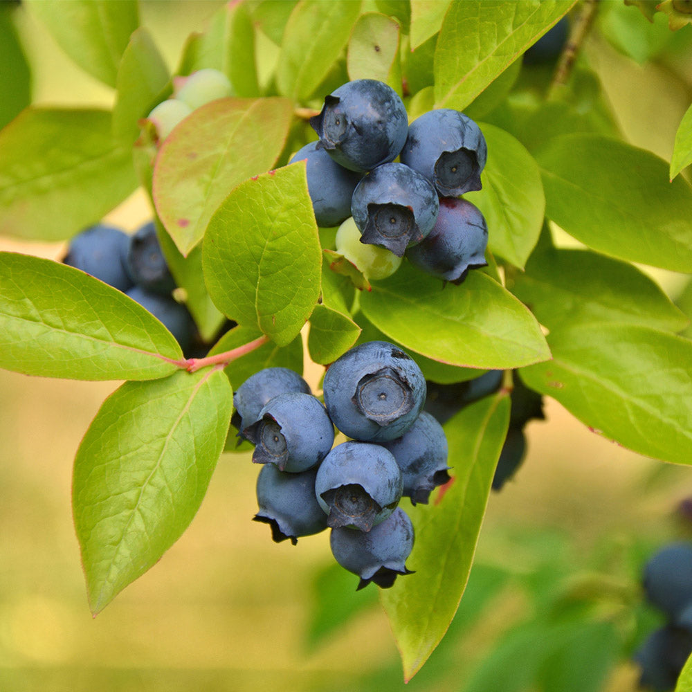 Biloxi_Blueberry_2