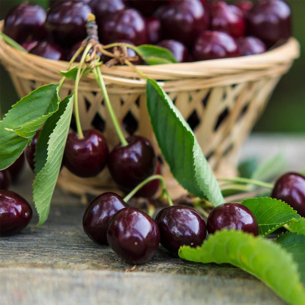 Bing_Cherry_Tree_3_FGT_41e5065f-e5ca-4f36-ad95-8d2fdb46b071