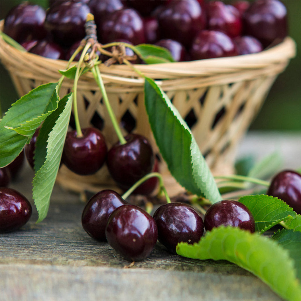 Bing_Cherry_Tree_3_FGT_906292c2-4550-4fc3-b873-75cc1790f4e1