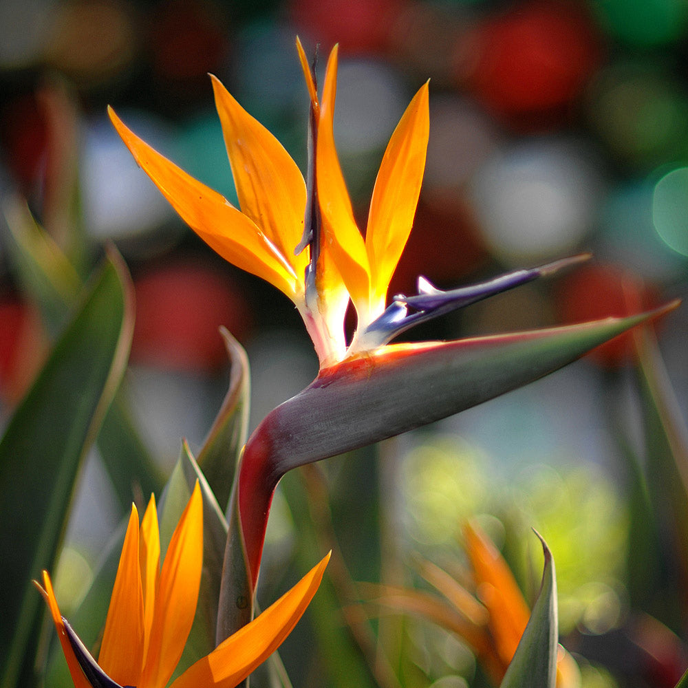Bird_of_Paradise_8