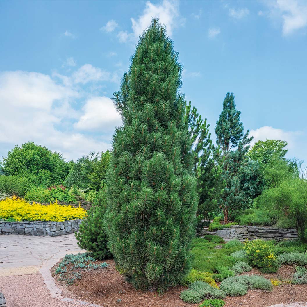 Black-Austrian-Pine-_Frank_-2_f6479dc6-0fa9-4b05-b099-cd7d2dc4742f