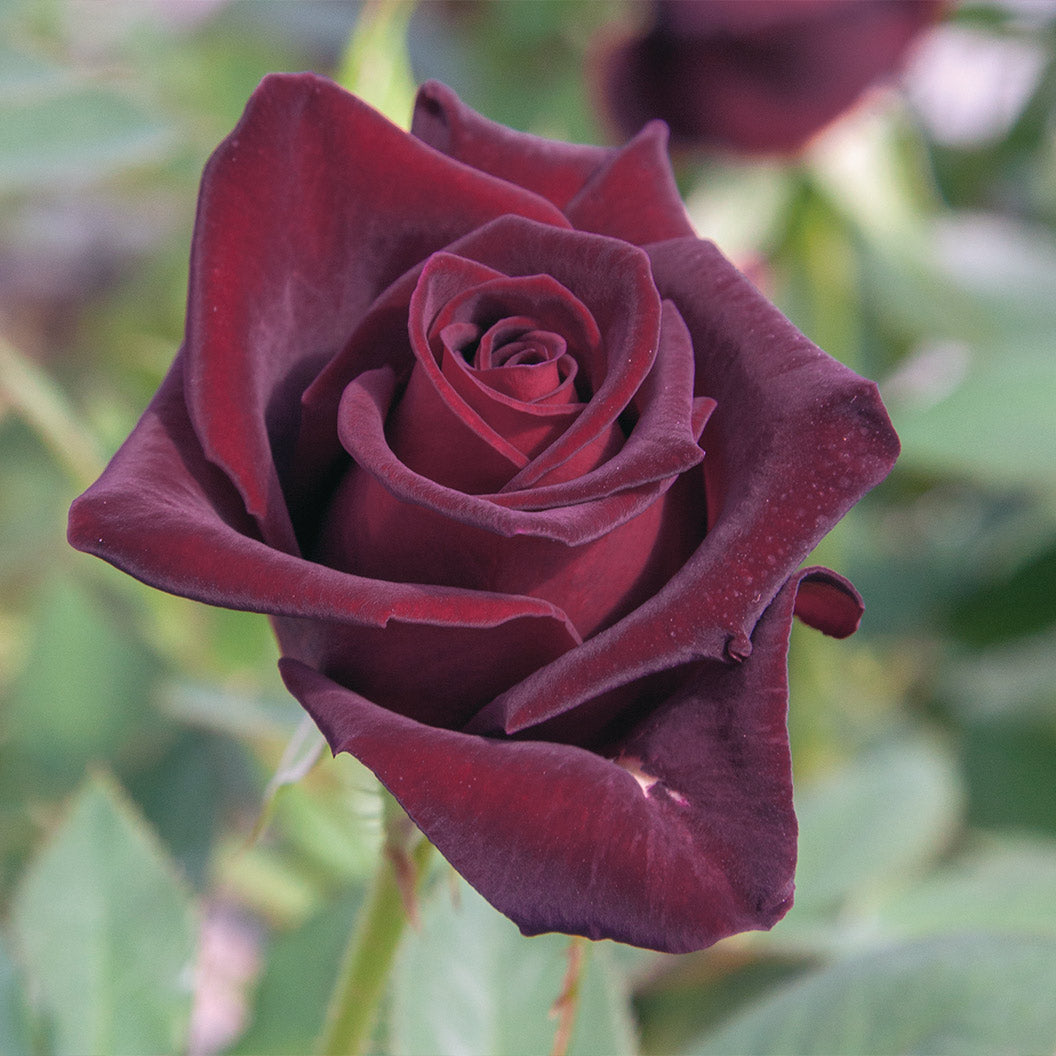 Black-Baccara_2_abf0cfad-85b8-40e3-b8b8-b3bbbfec2552