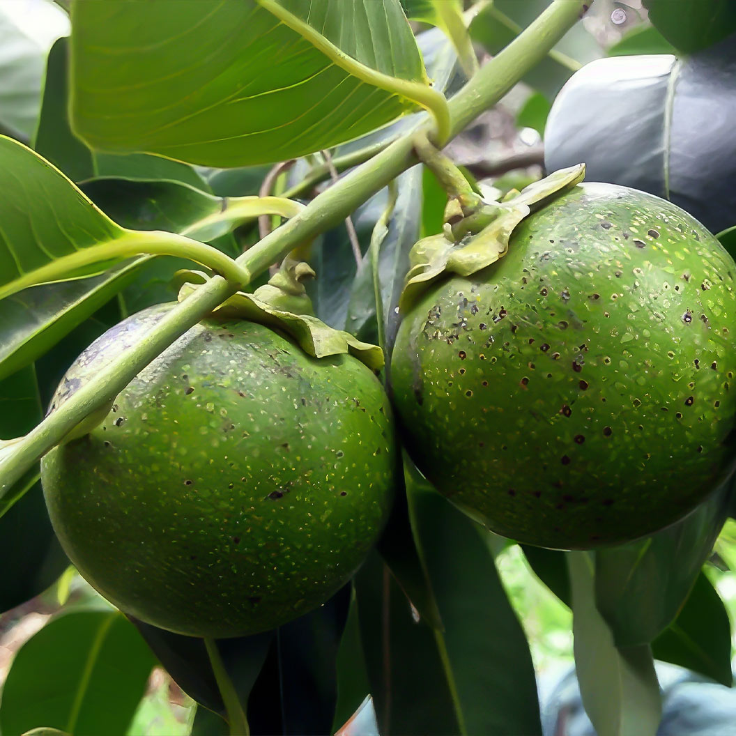 Black-Sapote-3