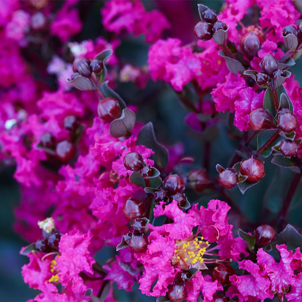 Black_Diamon_Magestic_magenta_Crape_Myrtle_2