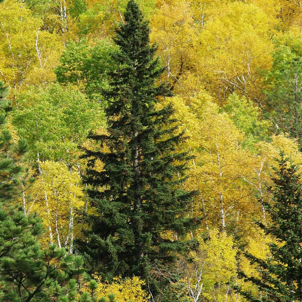 Black_Hills_Spruce_3_FGT