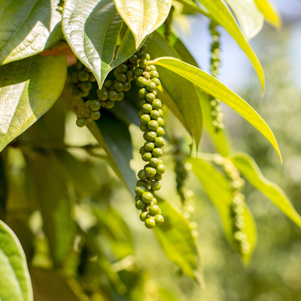 Black_pepper_Plant_3_FGT