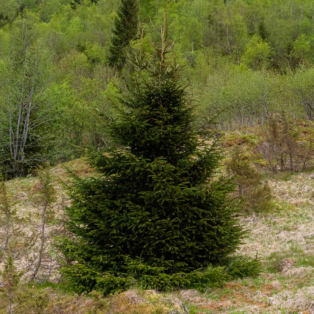 Blaze-Norway-Spruce-3_24d15fde-603c-4e6c-9810-22a0dd1acc24