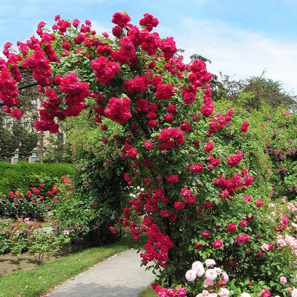 Blaze_Improved_Rose