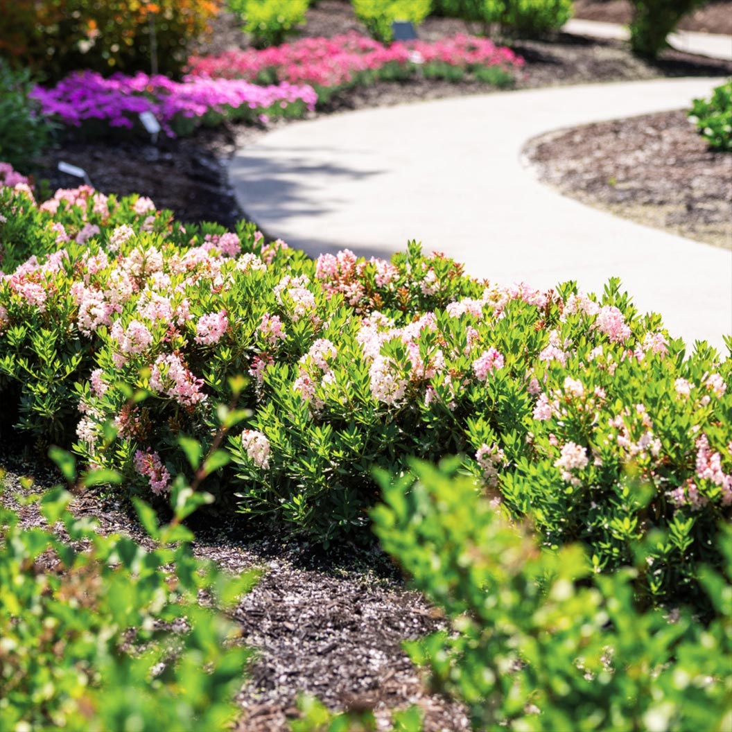 Bloombux-Blush-Rhododendron-Bush-3_19ff47da-30cb-4e71-9e01-3b55bff2700b
