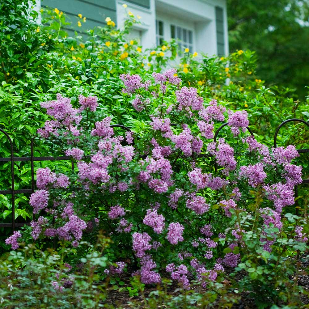 Bloomerang_Lilac_Shrub_6_FGT
