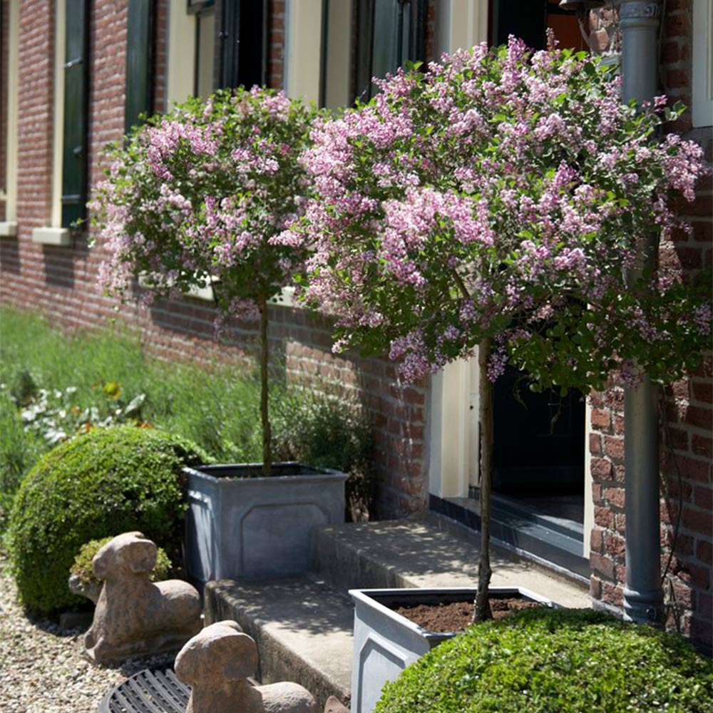 Bloomerang_Lilac_Tree_2