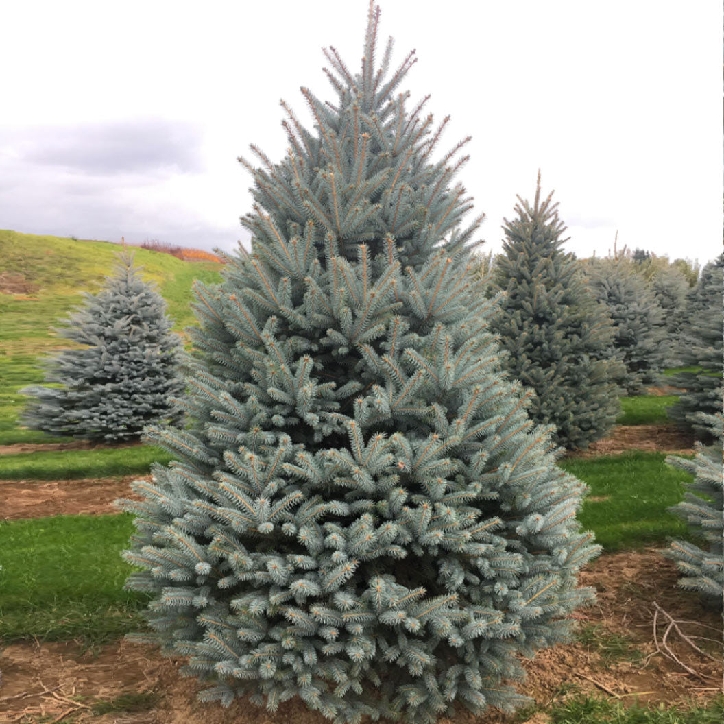 Blue-DIamond-SPruce-1_1e3b8a1b-e314-407d-a7a1-ffc1413ab9c4