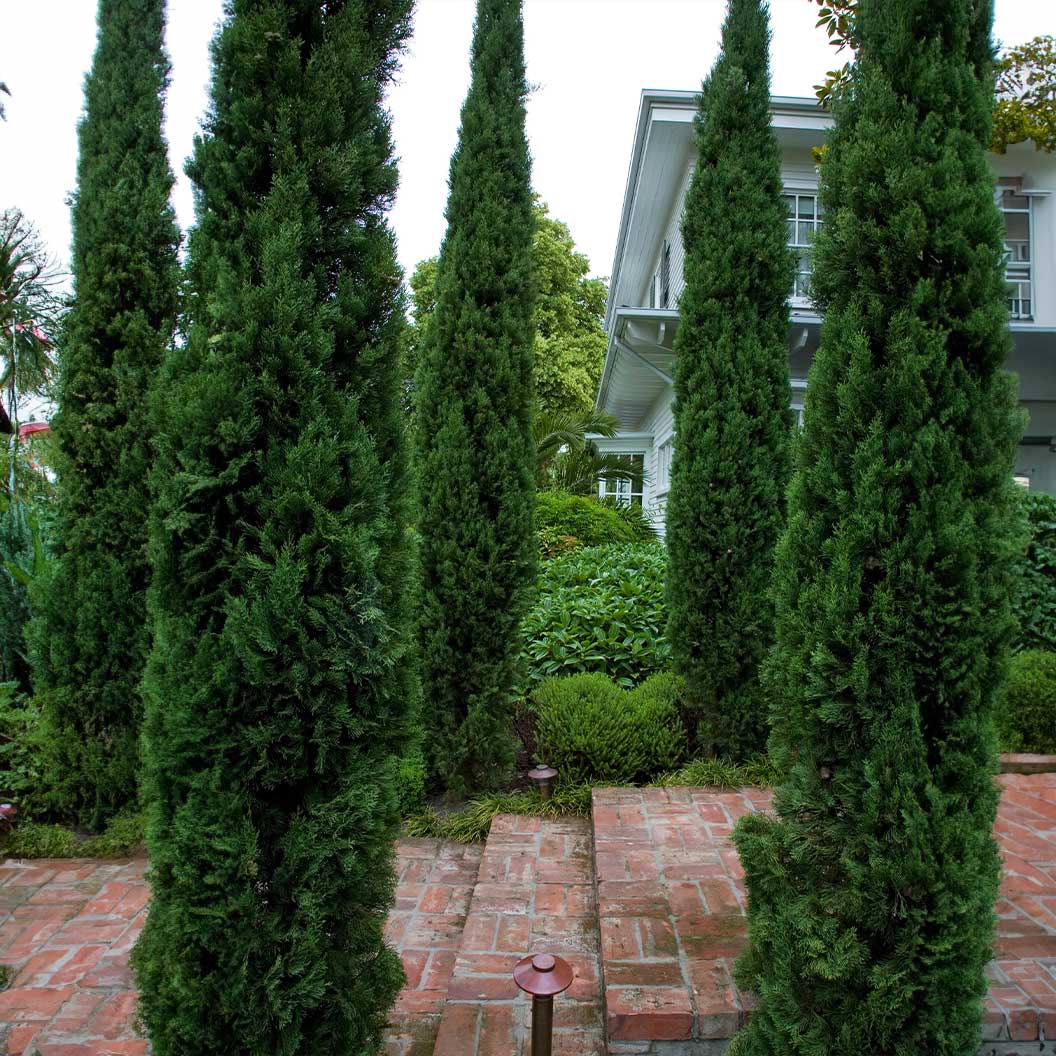 Blue-Italian-CYpress-2_e92b0222-bd80-4cf8-90a8-1c416622e9ef