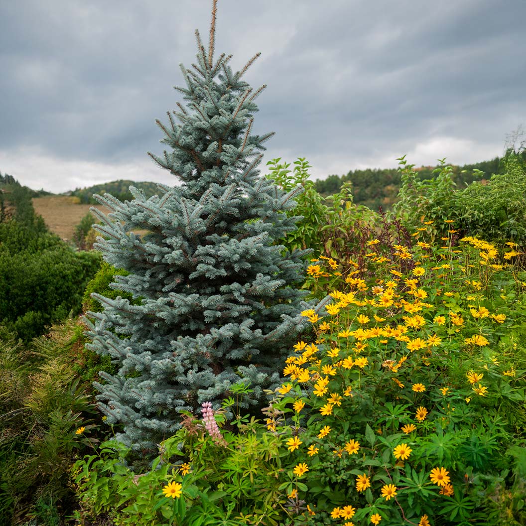 Blue-Totem-spruce-1_70d9c0ac-9f2e-4b20-a711-4f63b7035f3d
