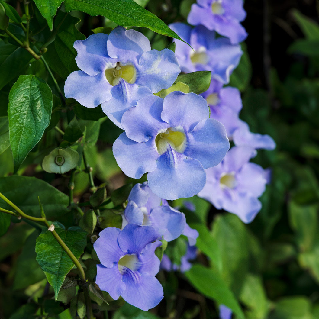 Blue-Trumpet-VIne-2_8e8d8039-7613-4491-9e6f-964255cc1040