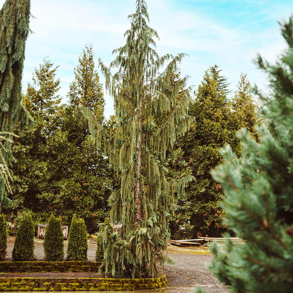 Blue-Weeping-Alaskan-Cedar-3
