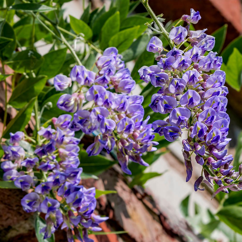 Blue_Moon_Wisteris_3