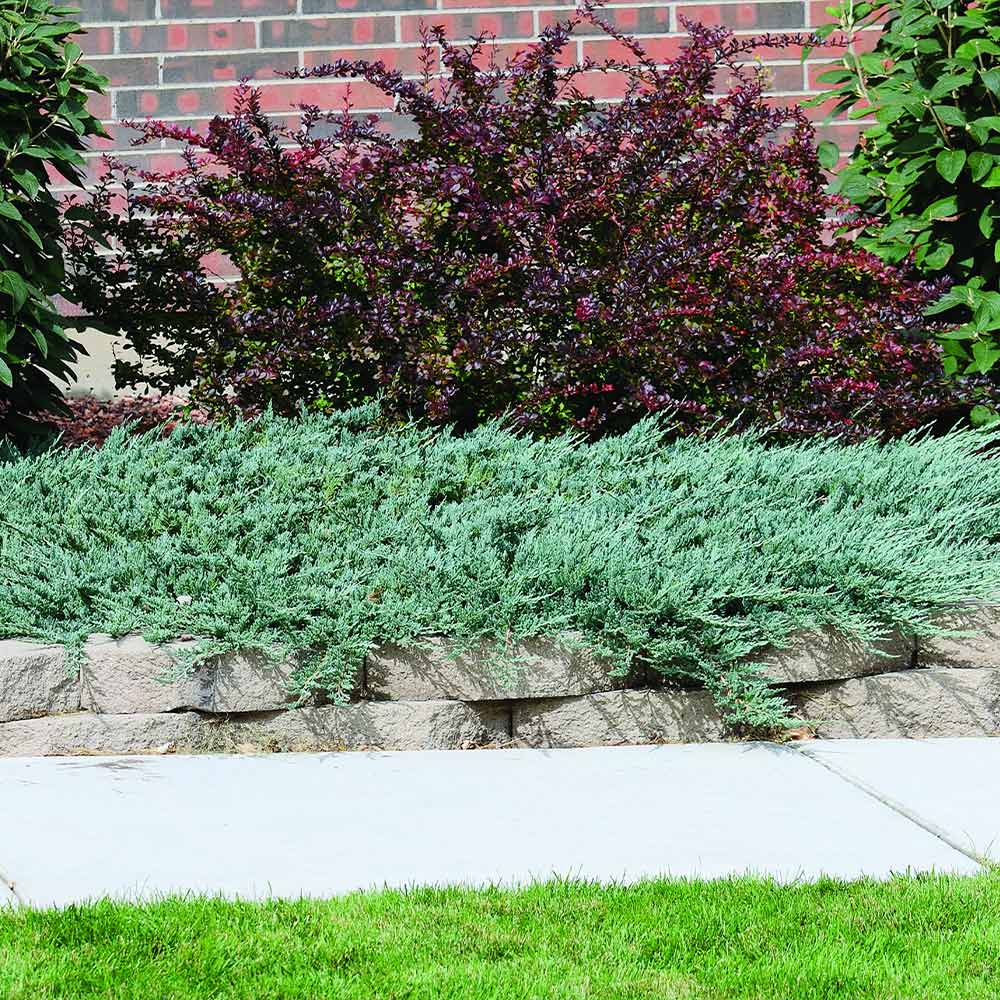 Blue_Rug_juniper_2