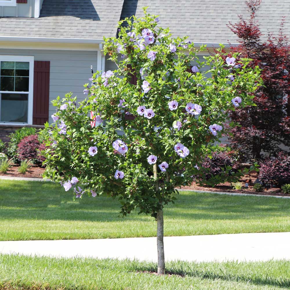 Blue_Satin_Rose_Of_Sharon_Tree_3