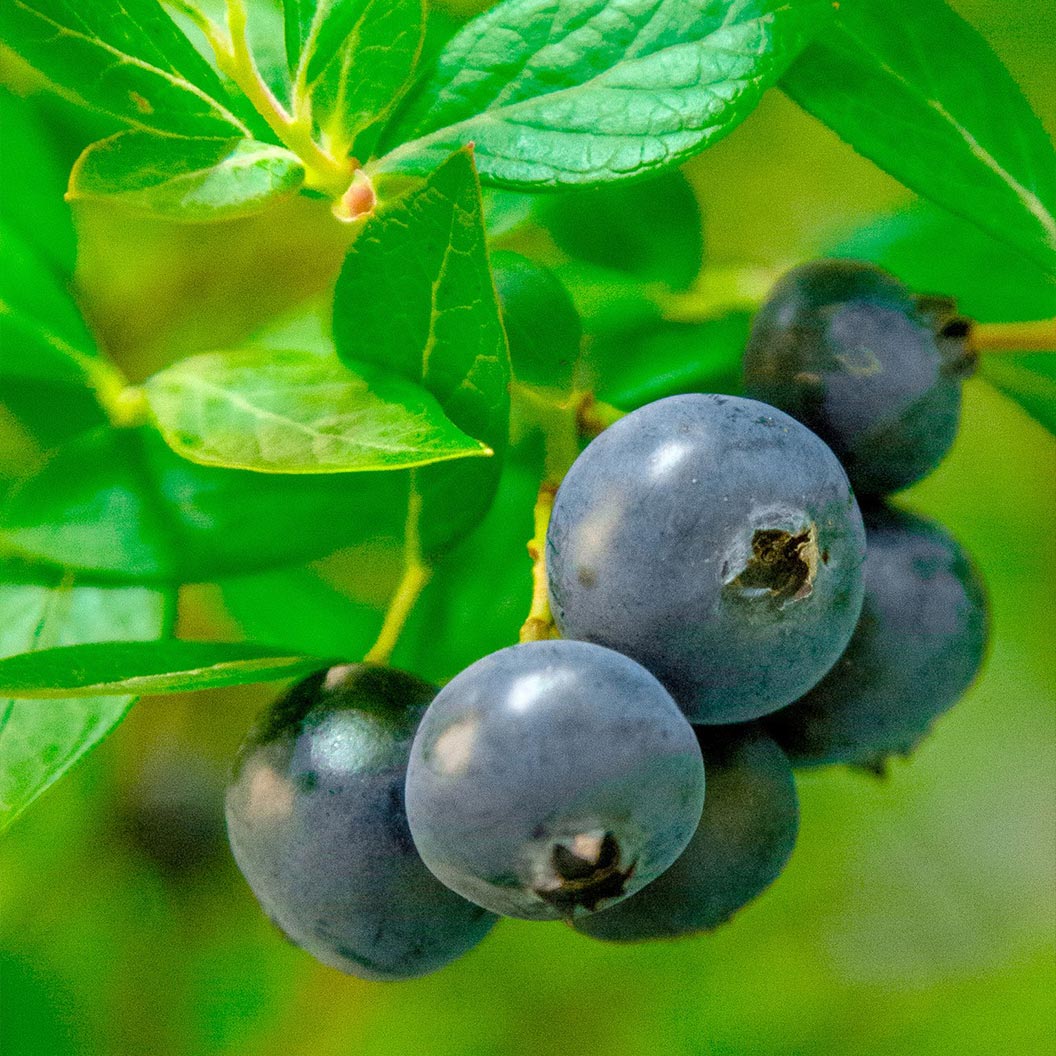 Blueberry_Hello-Darlin_3_2b527d8d-ceb9-477d-8f48-6c465880ba2d