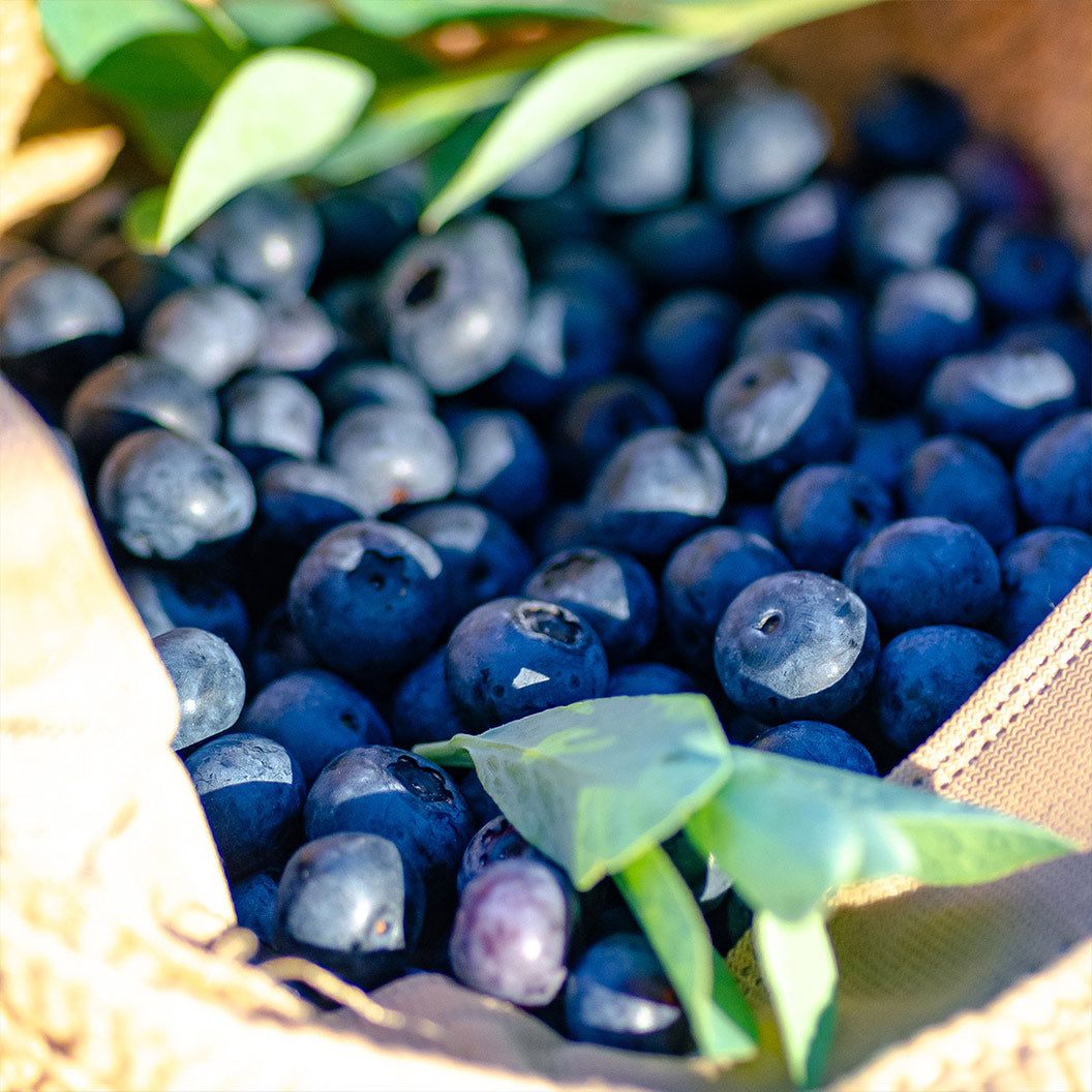 Blueberry_I_Declare_2